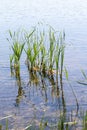 Green grass reeds sedge in the lake pond, Royalty Free Stock Photo