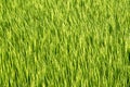 Green Grass rice field