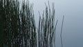 Green grass with a river on background