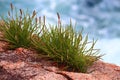 Green Grass Rock Granite