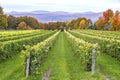 Rows of Grape Vines Against Back Drop of Colorful Fall Foliage on Ile d\'Orleans, Quebec, Canada Royalty Free Stock Photo