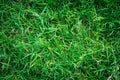 Green grass seamless texture Royalty Free Stock Photo
