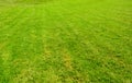 Green grass seamless texture Royalty Free Stock Photo