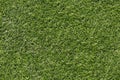 Green grass. seamless texture. background for design Royalty Free Stock Photo