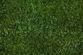 Green grass seamless texture. Green grass background texture. Royalty Free Stock Photo
