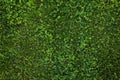 Green grass seamless texture. Green grass background texture. Royalty Free Stock Photo