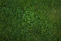 Green grass seamless texture. Green grass background texture. Royalty Free Stock Photo