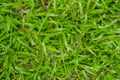 Green grass seamless texture is fresh Royalty Free Stock Photo