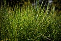 Green grass sedge. Deciduous herbal background close-up. A bright sunny day in the garden. A plant in a darling leaf Royalty Free Stock Photo