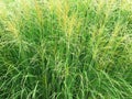 Shrub, bush. Miscanthus sinensis 'Adagio' 3L. Green grass seed heads on stalks. Close up view. Royalty Free Stock Photo