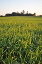 Green grass seen from a close distance