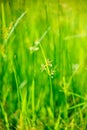 Green grass - shallow depth of field Royalty Free Stock Photo