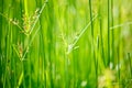 Green grass - shallow depth of field Royalty Free Stock Photo