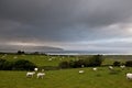 Green grass sheep lam the sea Ireland landscape