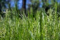 Green grass shot with macro lens Royalty Free Stock Photo