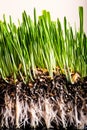 Green grass showing roots Royalty Free Stock Photo