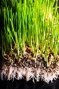 Green grass showing roots Royalty Free Stock Photo