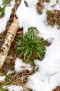 Green grass shows under melting snow