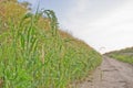 Green grass on side of road Royalty Free Stock Photo