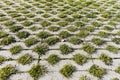 Green grass between the sidewalk square tiles