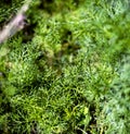 green grass similar to dill leaves