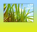 Green Grass on Sky Background in Spring Frame Royalty Free Stock Photo