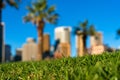 Green grass and skyscrapers. Urban nature concept