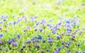 Green Grass and Small Blue Field Flowers Border Royalty Free Stock Photo