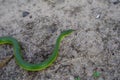 Opheodrys smooth green grass snake slithers through the dry grass