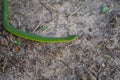 Opheodrys smooth green grass snake slithers through the dry grass