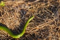 Opheodrys smooth green grass snake slithers through the dry grass