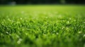 Green grass soccer field close-up background.