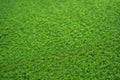 Green grass soccer or golf field background Royalty Free Stock Photo