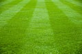 Green grass in soccer stadium