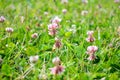 Green grass and soft pink clover flowers in a meadow, with a light summer rain drops