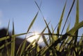 Green grass and soft sky