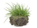 Green grass, soil and grass isolated on white background Royalty Free Stock Photo