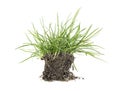 Green grass, soil and grass isolated on white background