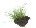 Green grass on soil isolated on white background. Green grass with dirt Royalty Free Stock Photo