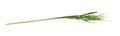 Green grass spikelet isolated Royalty Free Stock Photo