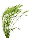 Green grass spikelet Royalty Free Stock Photo