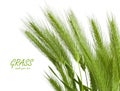 Green grass spikelet Royalty Free Stock Photo