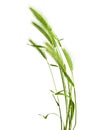Green grass spikelet Royalty Free Stock Photo