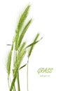 Green grass spikelet Royalty Free Stock Photo