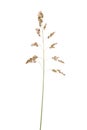 Green grass spikelet Royalty Free Stock Photo