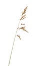 Green grass spikelet Royalty Free Stock Photo