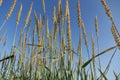 Green grass with spikes against blue sky, closeup Royalty Free Stock Photo