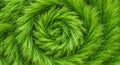 Green Grass Spiral Texture Background Royalty Free Stock Photo