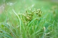 Green grass. Spring background. Close up. Nature Royalty Free Stock Photo