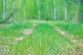 Green grass. Spring background. Path in a birch forest. Soft focus. Nature Royalty Free Stock Photo